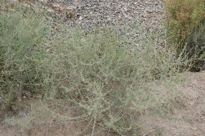 Psoralea candicans, photographed by Charles Stirton