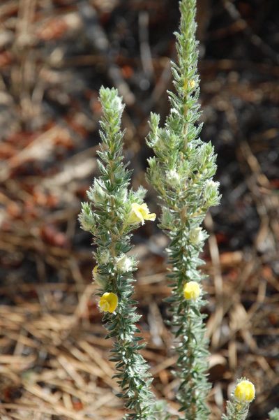 Aspalathus dasyantha, photographed by Charles Stirton