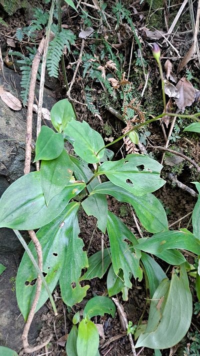 Tricyrtis lasiocarpa, photographed by 蜻蜓
