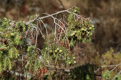 Juniperus deltoides, photographed by Paul Braun