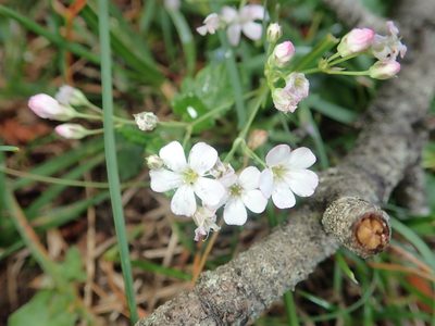 Gypsophila repens, photographed by Dr. Guido Bohne