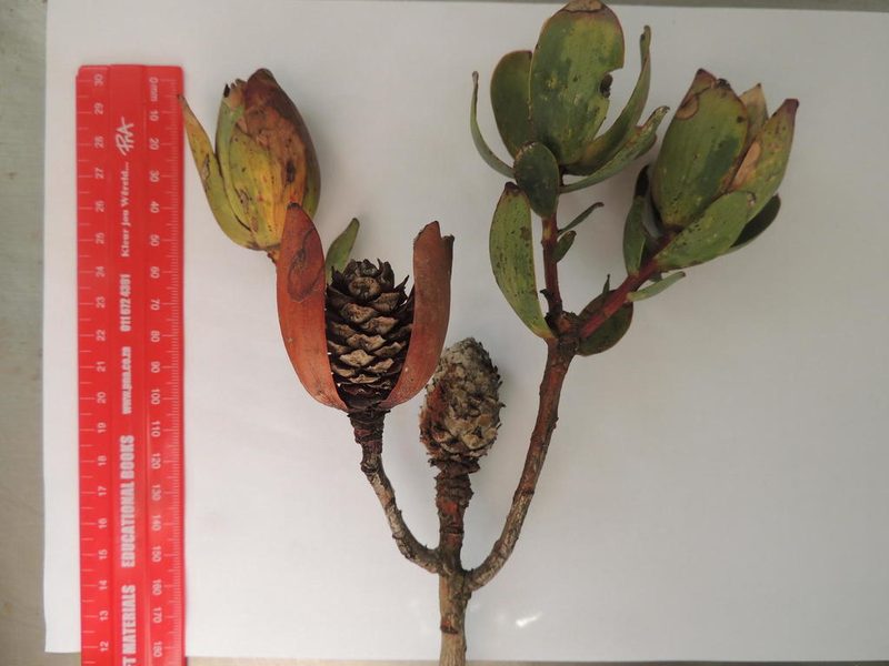 Leucadendron discolor, photographed by Jacques van der Merwe