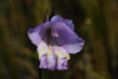 Gladiolus bullatus, photographed by Tony Rebelo