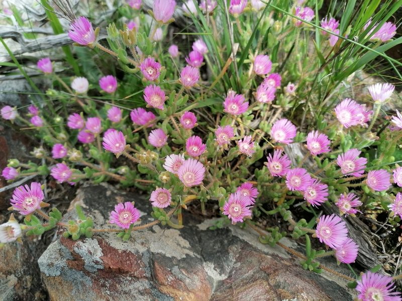 Drosanthemum hispifolium, photographed by Paul Emms