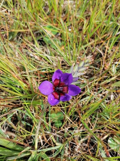Babiana regia, photographed by Paul Emms