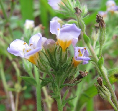 Chaenostoma campanulatum, photographed by douglaseustonbrown