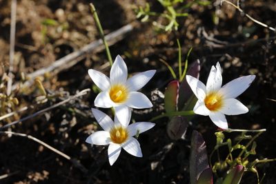 Romulea toximontana, photographed by Karen Eichholz