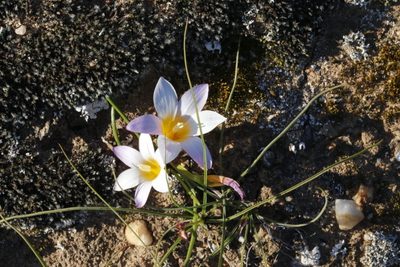 Romulea toximontana, photographed by Karen Eichholz