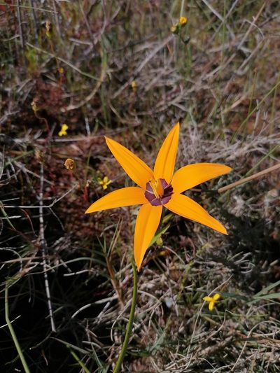 Pauridia canaliculata, photographed by Paul Emms