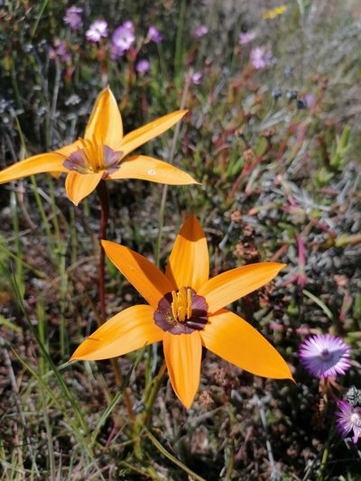 Pauridia canaliculata, photographed by Paul Emms