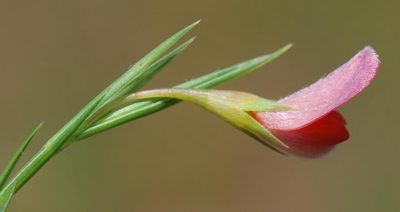 Aspalathus lanceifolia, photographed by Charles Stirton