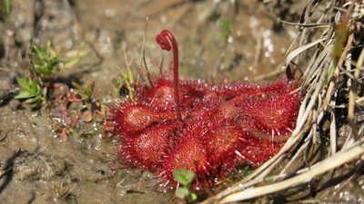 Drosera burkeana, photographed by Ryan van Huyssteen