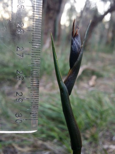 Haemodorum spicatum, photographed by Helium Luo