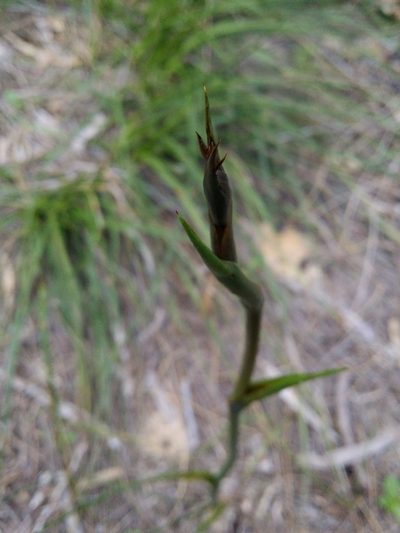 Haemodorum spicatum, photographed by Helium Luo
