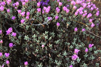 Lampranthus diffusus, photographed by Tony Rebelo