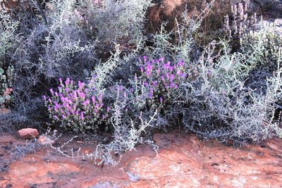 Lampranthus diffusus, photographed by Tony Rebelo
