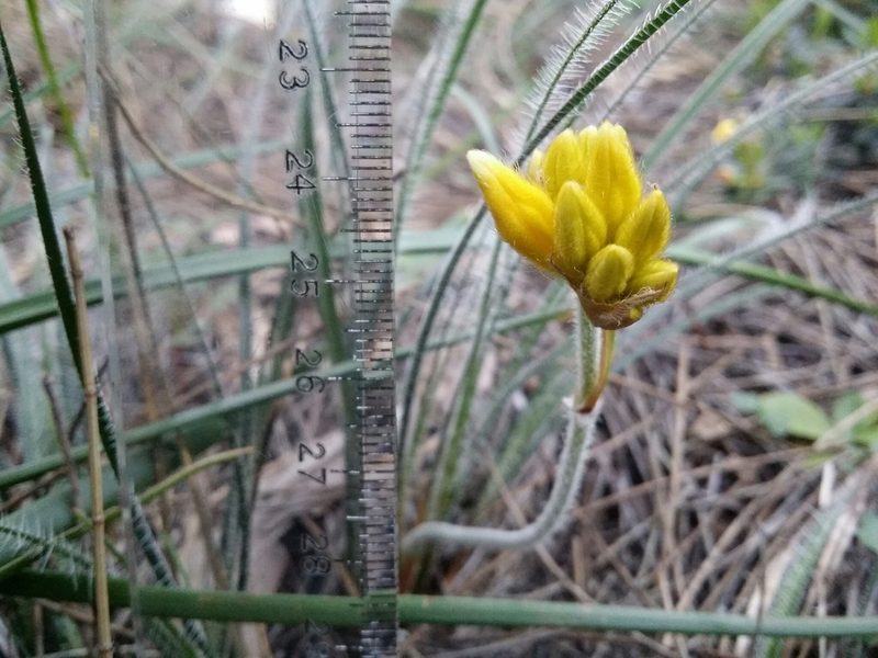 Conostylis setigera, photographed by Helium Luo