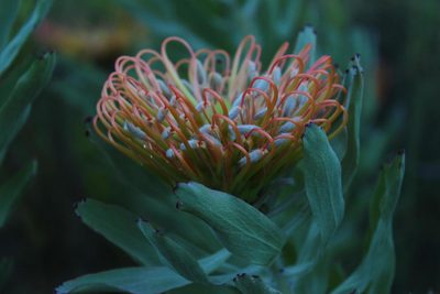 Leucospermum catherinae, photographed by Tony Rebelo
