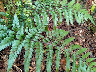 Asplenium lyallii, photographed by John Barkla