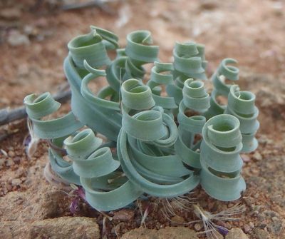 Coilonox concordianum, photographed by Nicola van Berkel
