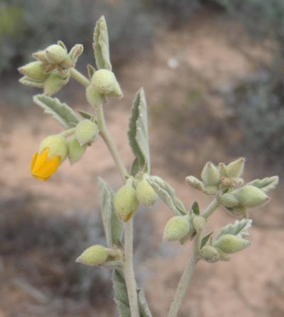 Hermannia incana, photographed by Nicola van Berkel