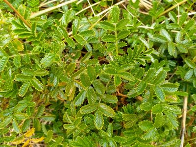 Acaena pallida, photographed by John Barkla
