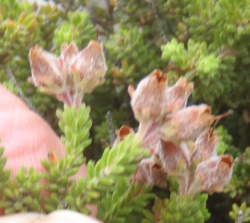 Erica lignosa, photographed by Nicola van Berkel