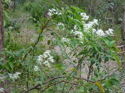 Clematis glycinoides, photographed by Gary Williams