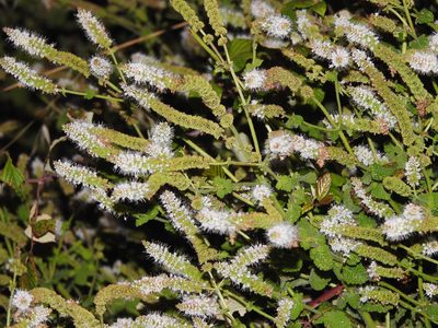 Mentha suaveolens, photographed by Duarte Frade