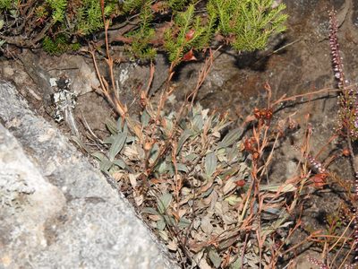 Tuberaria lignosa, photographed by Duarte Frade