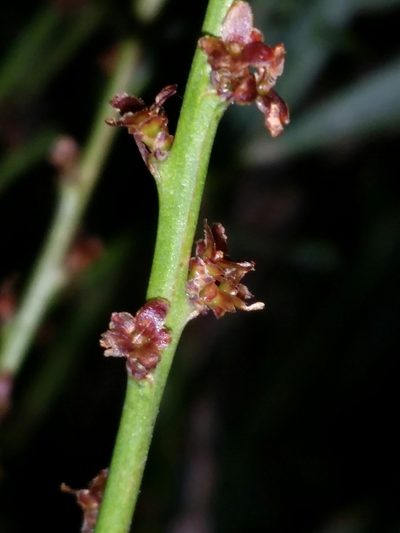 Daviesia nudiflora, photographed by Helium Luo