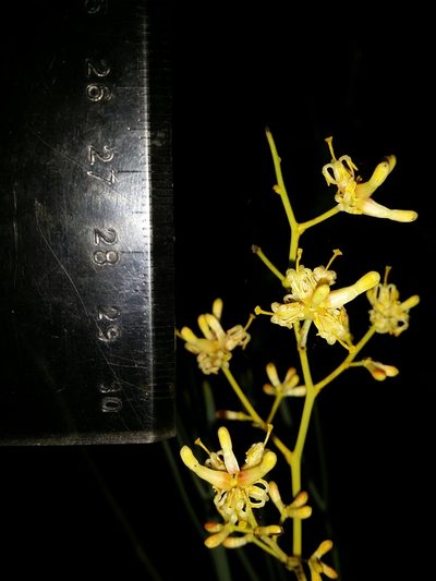 Stirlingia latifolia, photographed by Helium Luo