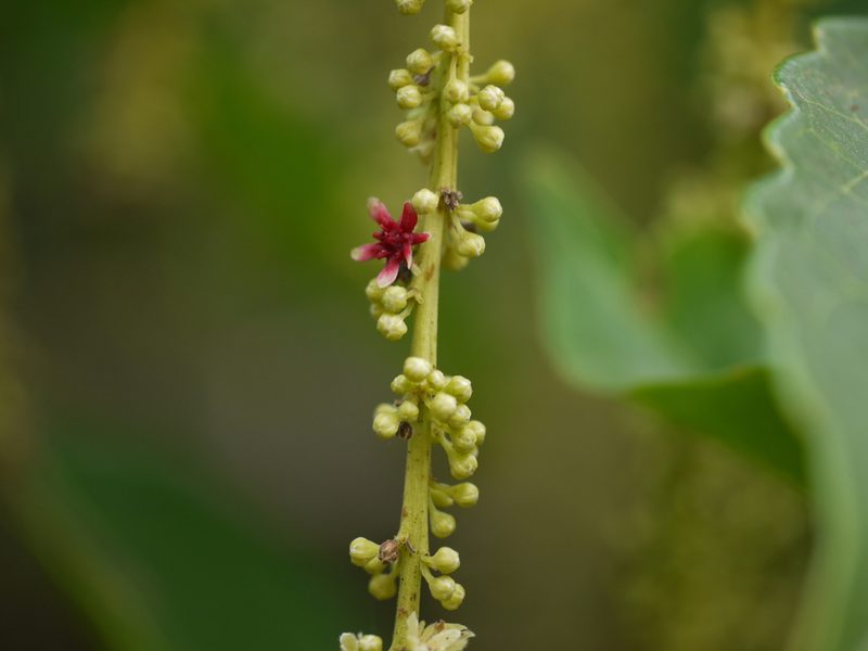 Homalium ceylanicum, photographed by Dinesh Valke