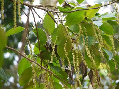 Homalium ceylanicum, photographed by Dinesh Valke