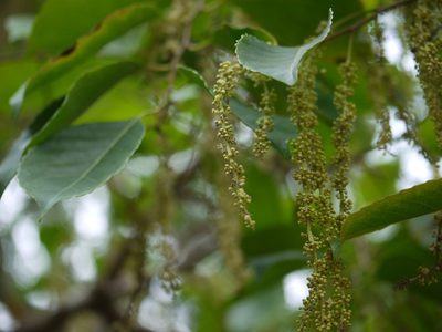 Homalium ceylanicum, photographed by Dinesh Valke