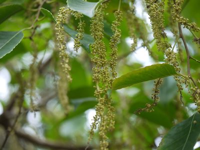 Homalium ceylanicum, photographed by Dinesh Valke