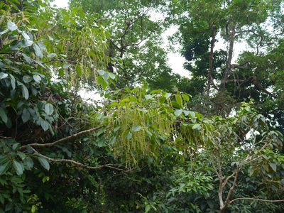 Homalium ceylanicum, photographed by Dinesh Valke