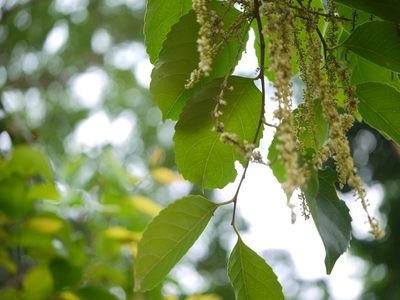 Homalium ceylanicum, photographed by Dinesh Valke