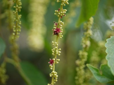 Homalium ceylanicum, photographed by Dinesh Valke