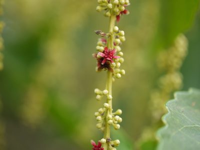 Homalium ceylanicum, photographed by Dinesh Valke
