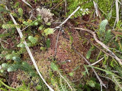 Sphagnum capillifolium, photographed by James Clow