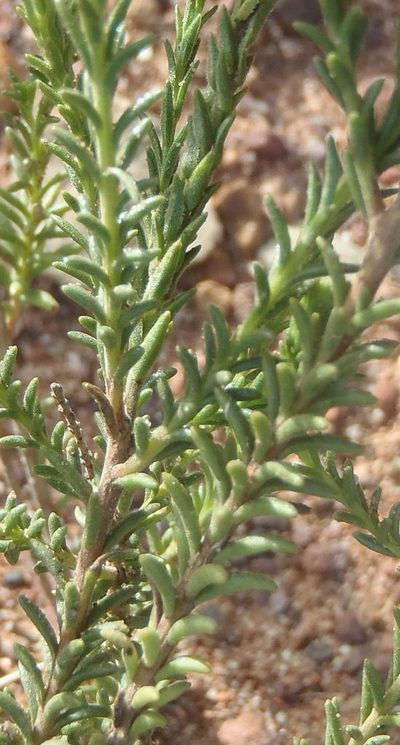 Selago triquetra, photographed by Nicola van Berkel