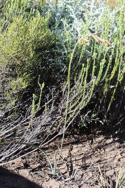 Dipcadi brevifolium, photographed by Tony Rebelo