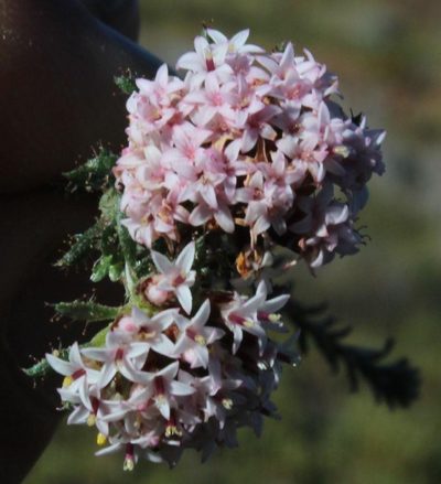 Stoebe hispida, photographed by Tony Rebelo