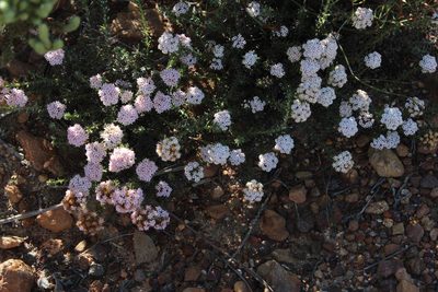 Stoebe hispida, photographed by Tony Rebelo