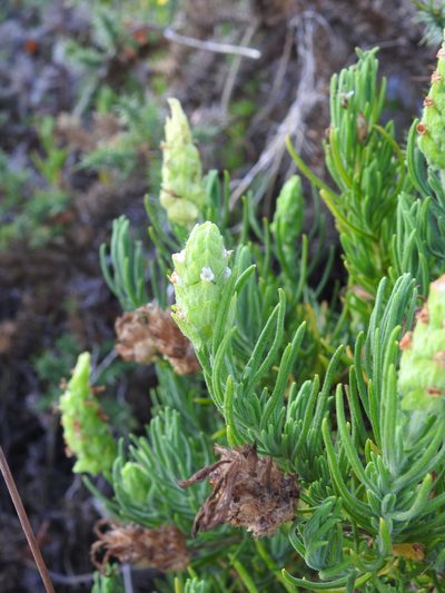 Lavandula viridis, photographed by Duarte Frade
