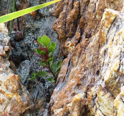 Searsia scytophylla, photographed by linkie