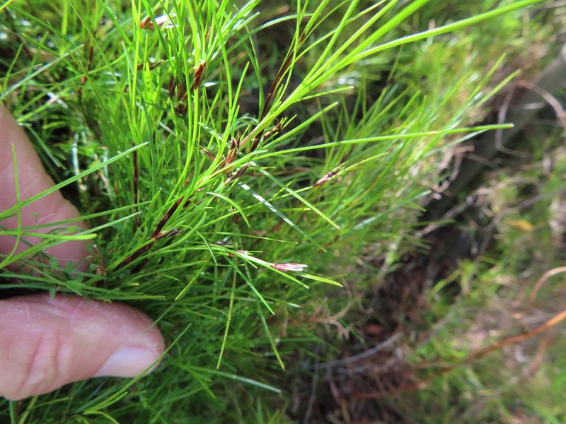 Ficinia trichodes, photographed by linkie