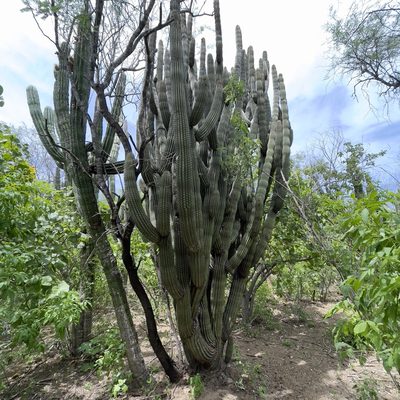 Pachycereus pecten-aboriginum, photographed by Bill Levine