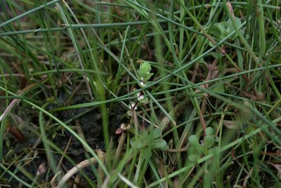 Illecebrum verticillatum, photographed by Billy Fullwood